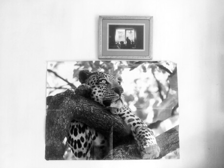 A black and white photograph of two pictures on a wall/cupboard: a small framed photograph of a cat sitting on a windowsill and a larger (A2) dog-eared poster of a leopard in a tree
