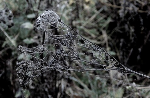 spiderweb jewelled with dew drops - black and white