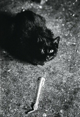 Black and white photo of a black cat that is crouching on pavement and looking up at the camera. In front of is it a nearly perfectly intact small fish skeleton with rows of tiny white bones visible.