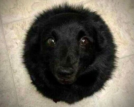 Picture taken looking straight down at a black dog, forming an almost perfect circle, with pleading eyes looking up at the camera.