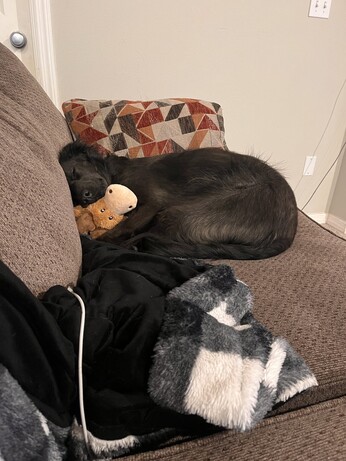 Black dog curled up on the couch with a moose toy under her head