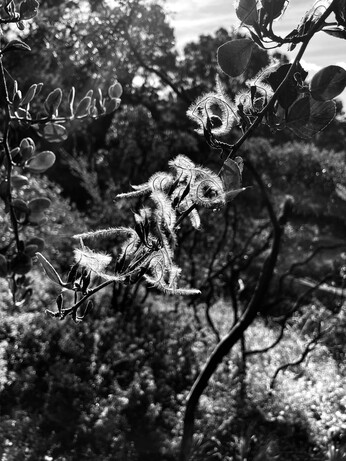 Seed plumes on a mountain mahogany branch