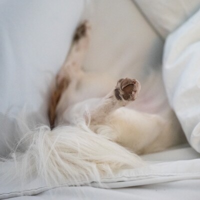 Bottom half of dog sticking out from beneath the covers. 