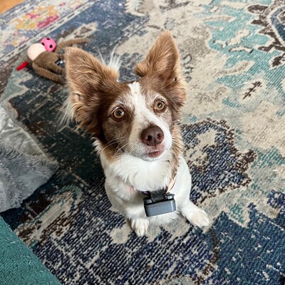 Chibi, a dog, looks up and demands all the things.
