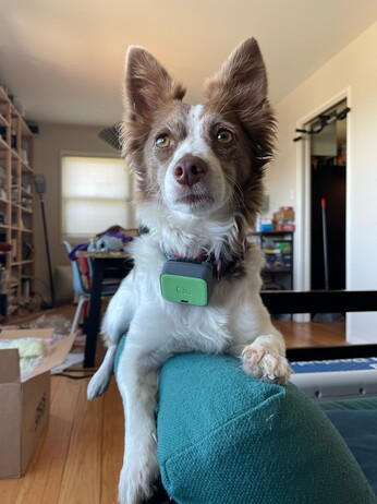 Chibi is boss. Bring her her coffee. Bring her her squeaky ball. Type up her homework. Bossy. Bossy. Boss dog. 