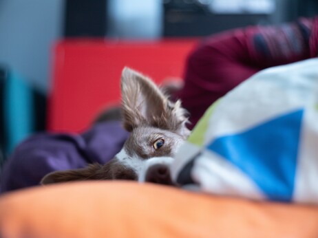 Chibi tucked into my bed, giving me side eye, and wondering what the big deal is.”