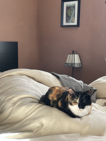 Cat on a body-pillow-shaped bedclothes lump