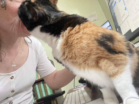 Small felid attacks woman’s face during morning skincare